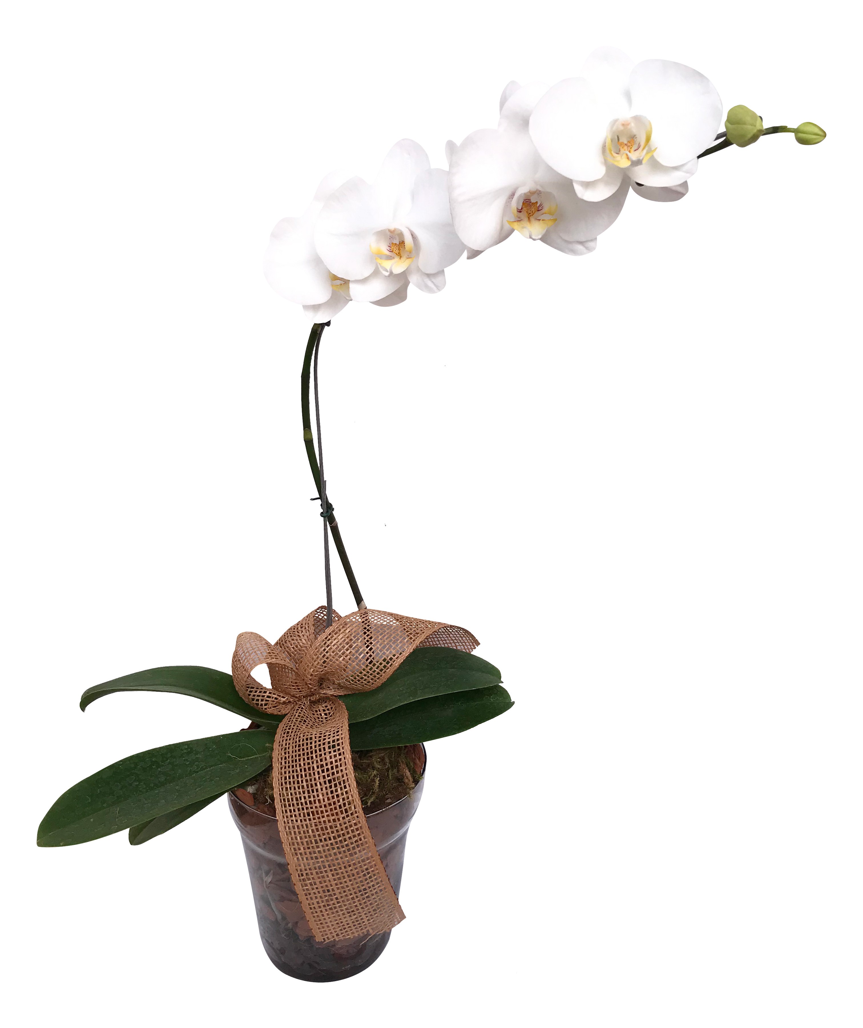 Foto do produto Encantadora Orquídea