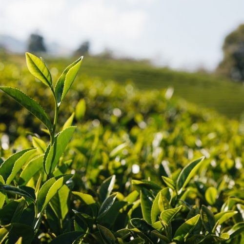 Chá Verde Nacional Camellia Sinensis - 100g