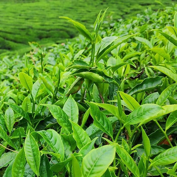 Chá Branco - Camellia sinensis - 100g