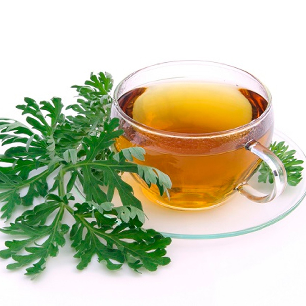 Chá de Artemísia - Artemisia vulgaris - L. - 100g